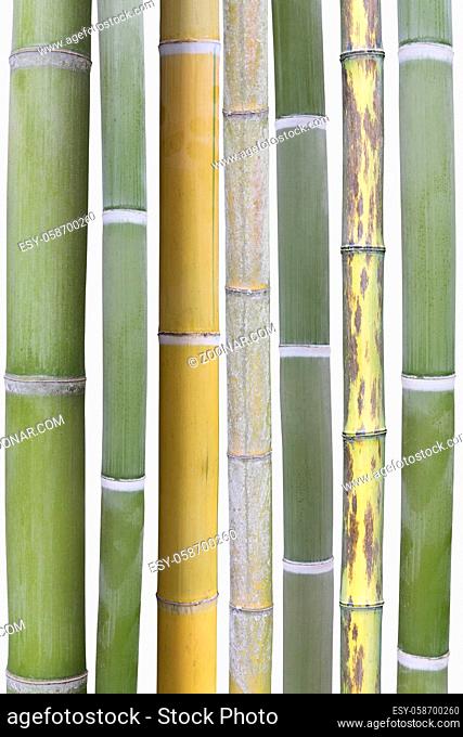 Bambusrohre, freigestellt auf weiß