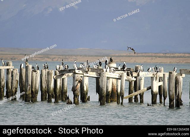 Imperial shags (Leucocarbo atriceps) perched on the stumps of a old jetty. Puerto Natales. Ultima Esperanza Province. Magallanes and Chilean Antarctic Region
