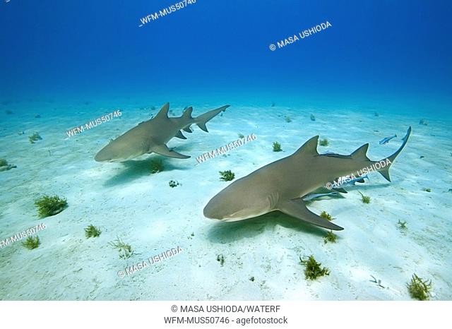 Lemon Sharks, Negaprion brevirostris, Atlantic Ocean, Bahamas