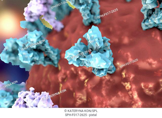 Bird flu virus. 3D illustration of a close-up of an avian influenza H5N8 virus particle. Within the viral lipid envelope (red) are two types of protein spike