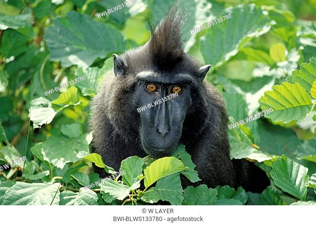 Celebes ape, Celebes black ape Macaca nigra, portrait