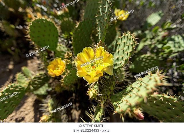 Yellow flower on cactus