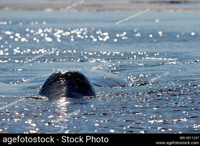 Bowhead whale surfacing (Balaena mysticetus) Foxe Basin, Nunavut, Canada, North America