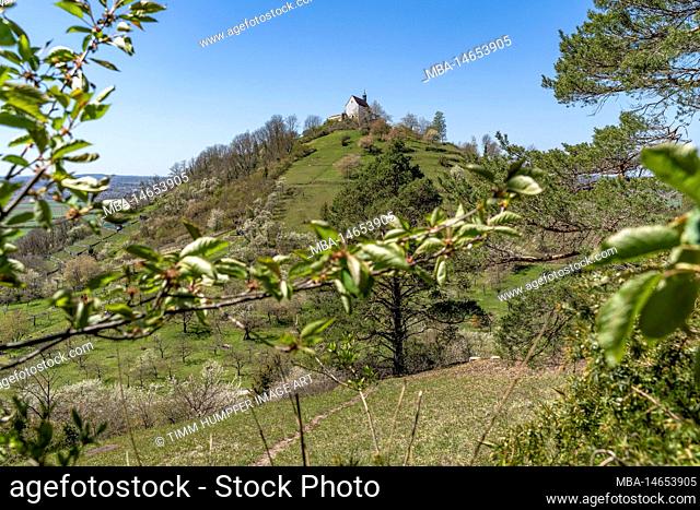 Europe, Germany, Southern Germany, Baden-Wuerttemberg, Schönbuch region, Rottenburg am Neckar, View from the edge of the forest to the Wurmlinger Chapel