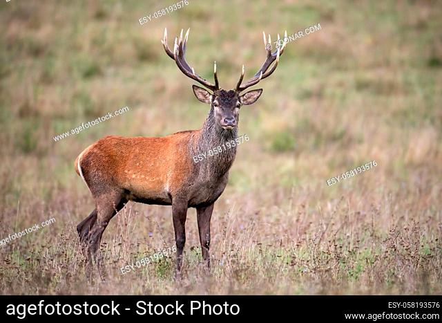 Red deer stag, cervus elaphus, standing and watching on a meadow with dry grass in autumn. Wild animal in nature with blurred background and copy space