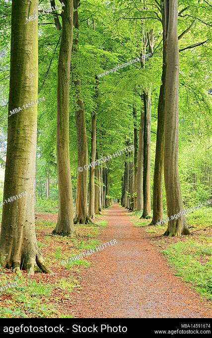 Avenue of copper beech (Fagus sylvatica) in spring, West Flanders, Belgium