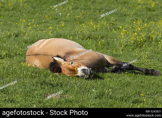 Przewalski's wild horse (Equus ferus przewalskii), Bavarian Forest National Park, Germany, Europe