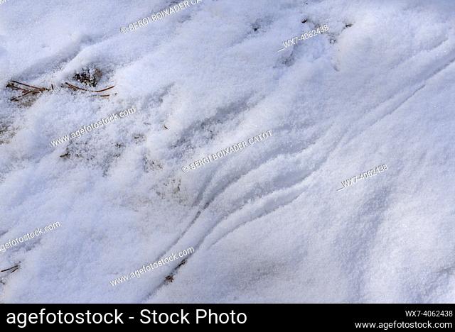 Footprints and traces of the capercaillie's wings (Tetrao urogallus) on the virgin snow in a forest in the Aran Valley, at the beginning of May (Aran Valley