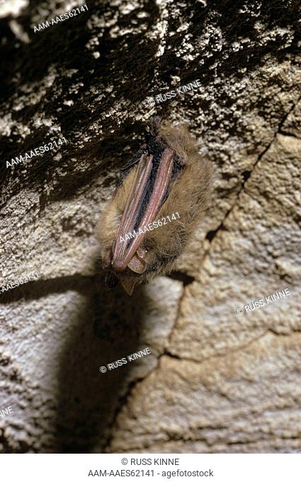 Pipistrelle Bat hibernating at Mammoth Cave NP, Kentucky