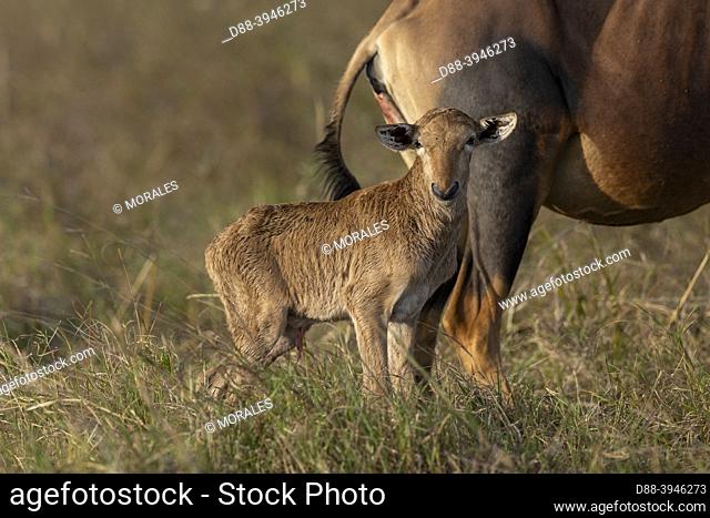 Africa, East Africa, Kenya, Masai Mara National Reserve, National Park, Topi (Damaliscus korrigum), in the savannah, mother and new born