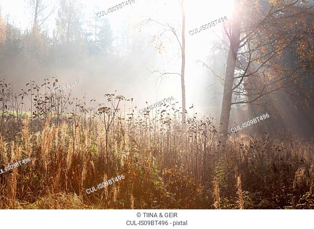 Landscape of long grasses and woodland in rays of misty autumn sun, Lohja, Southern Finland, Finland