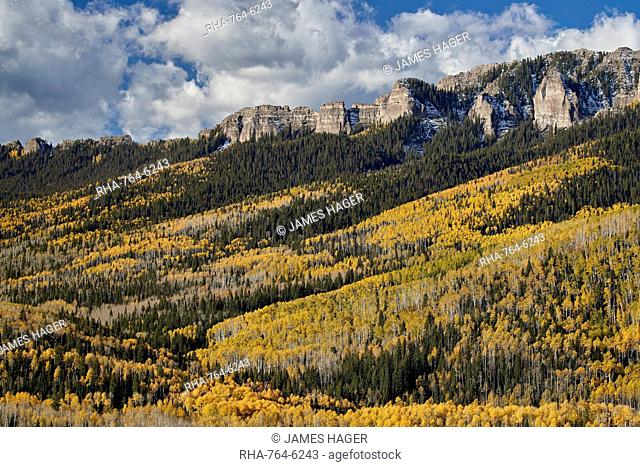 Yellow aspens in the fall, Uncompahgre National Forest, Colorado, United States of America, North America