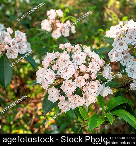 Mountain Laurel (Kalmia latifolia) blooming