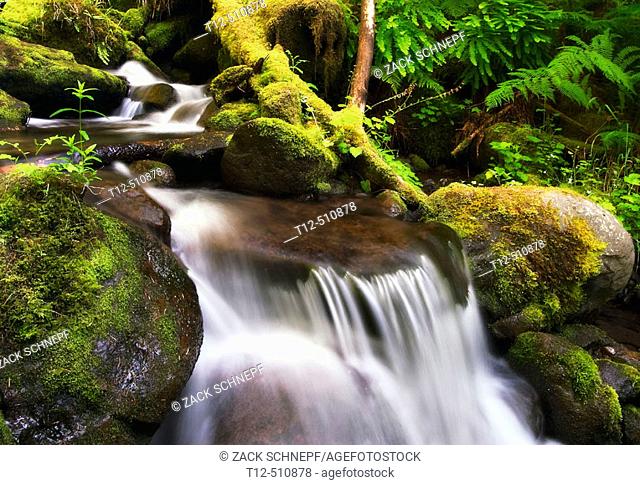 Stream detail in a rainforest in the Columbia River Gorge, Oregon