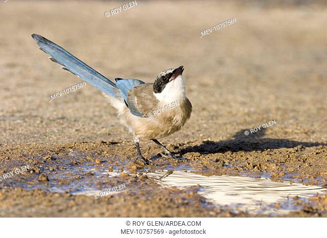 Azure-winged Magpie - Juvenile drinking from puddle of water (Cyanopica cyanus)
