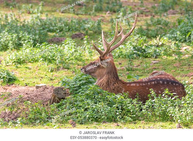 Side view of lying Persian fallow deer. The animal is looking ahead
