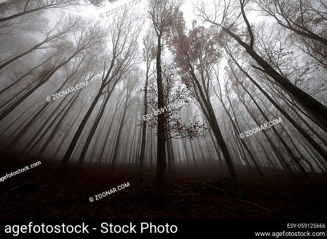 Foggy forest in the autumn, low angle view