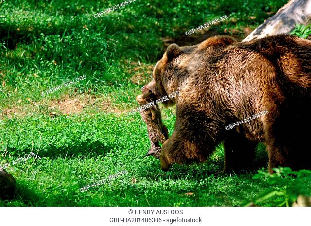 European Brown Bear (Ursus arctos) - With prey - young roe deer (Capreolus capreolus)