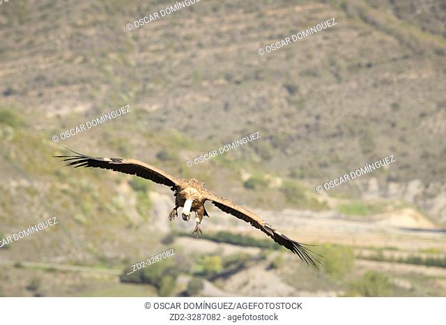 Griffon Vulture (Gyps fulvus) coming in to land on carcass in a rural area. Lleida province. Catalonia. Spain