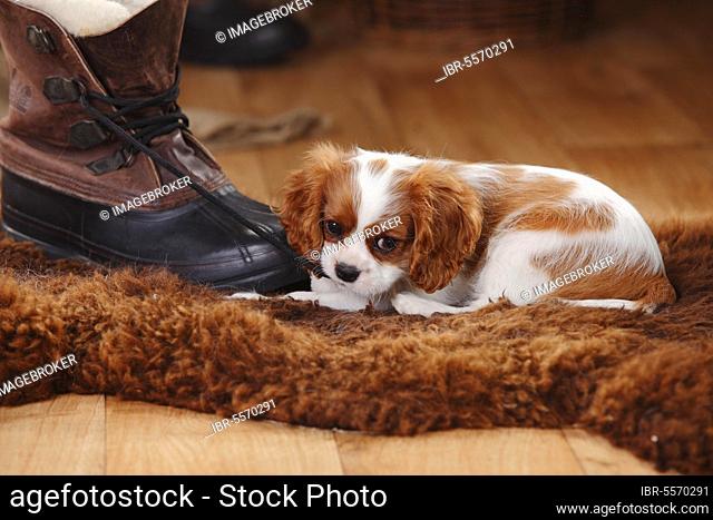 Cavalier King Charles Spaniel, puppy, blenheim, 11 weeks