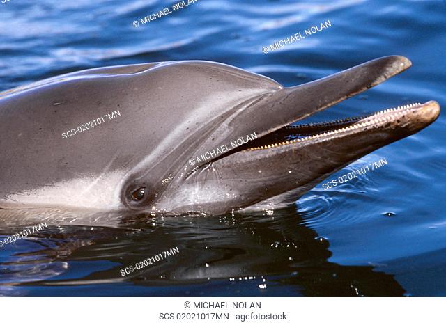 Long-beaked common dolphin rostrum detail, Hymalaya Bay, Gulf of California, Mexico