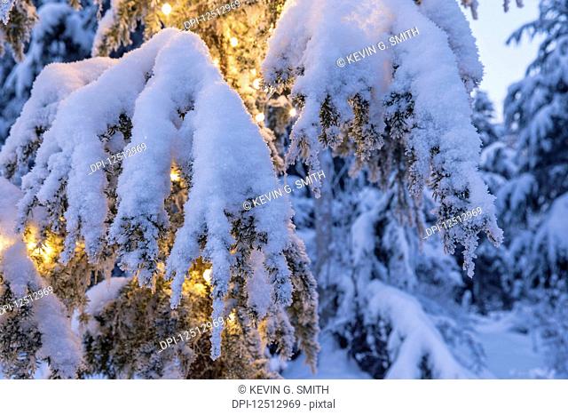 Close-up of fresh snow covering a Mountain Hemlock (Tsuga mertensiana) branch strung with glowing white lights at dusk, Kenai Peninsula