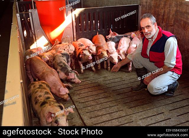 portrait of a farmer with his pigs inside a farm