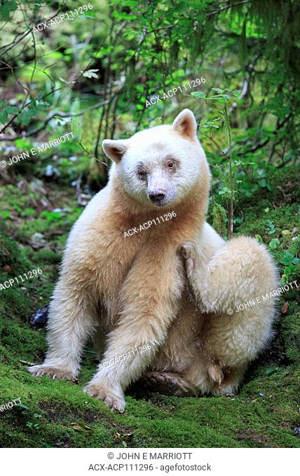 Spirit bear in the Great Bear Rainforest, British Columbia, Canada