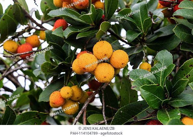 14.12.2018, Turkey, Izmir: fruits hang on the western strawberry tree (Arbutus unedo) from the heather family. The strawberry tree is an evergreen shrub