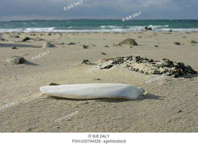 Cuttlefish bone. UK