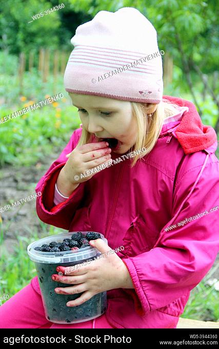Little baby eating black raspberry from bucket. Child enjoying berries of black raspberry. Crop of berries