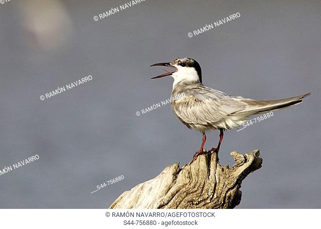 Whiskered Tern (Chlidonias hybrida), Doñana National Park. Andalucia, Spain