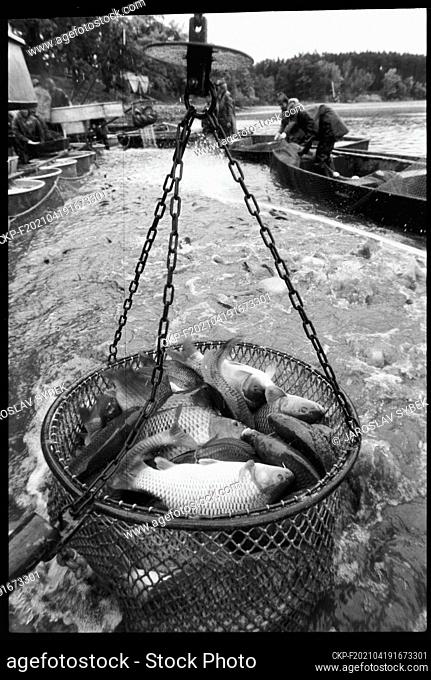 ***OCTOBER 17, 1983 FILE PHOTO***Fishermen during a traditional fish haul of the Bezdrev pond in Hluboka nad Vltavou, Czechoslovakia, October 17, 1983