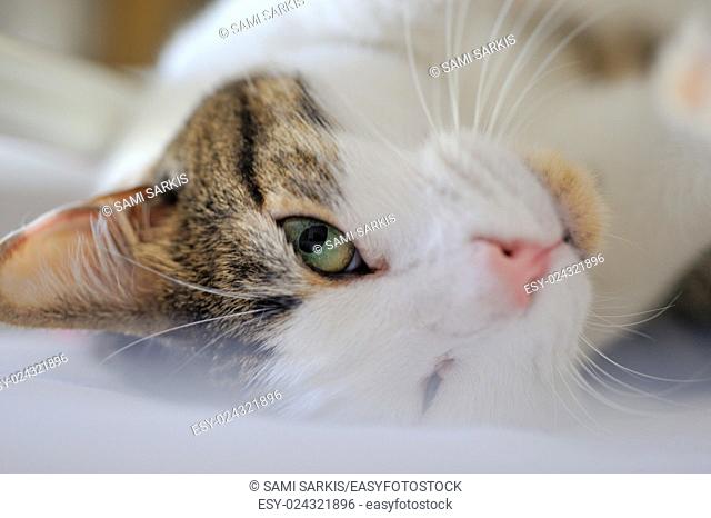 Domestic cat's headshot, France