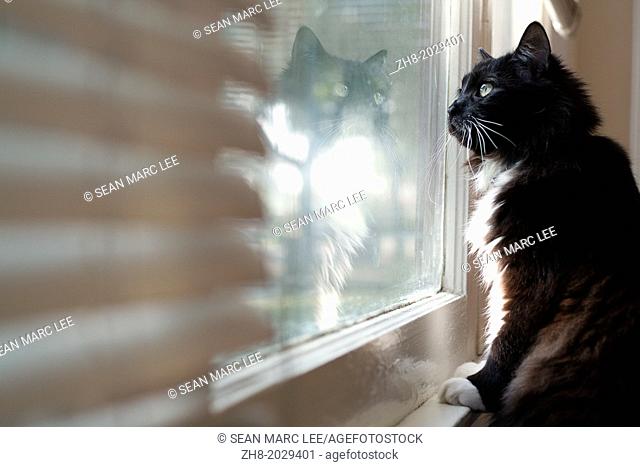 A black and white tuxedo cat stares out the window in thought