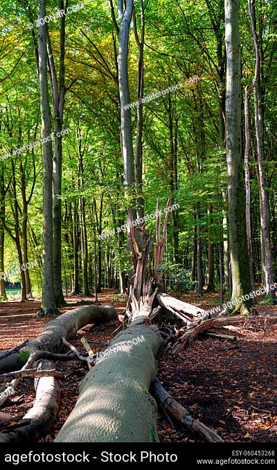 Forest lifecycle, beechwood forest with fresh green and fallen trees