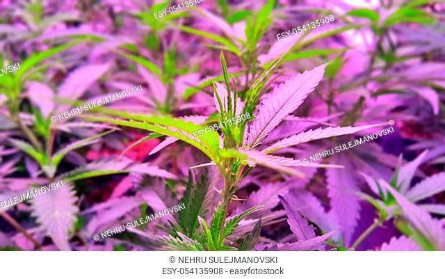 cannabis plant growing in a pots legally in a factory image