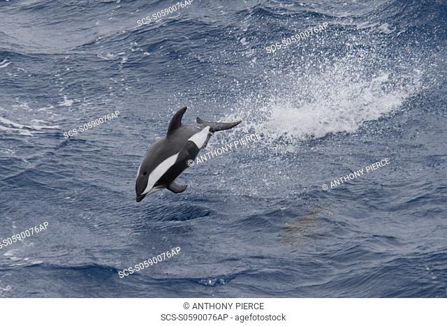 Hourglass Dolphin, Lagenorhynchus cruciger, Male Dolphin breaching at great speed, Drake Passage, Southern Ocean Males of this species can be identified by the...