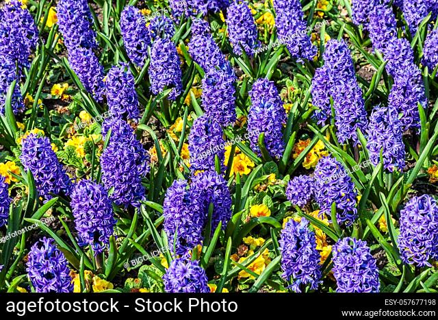 Blue hyacinth bulbous springtime flower with yellow primrose which are are a spring herbaceous perennial plant stock photo image