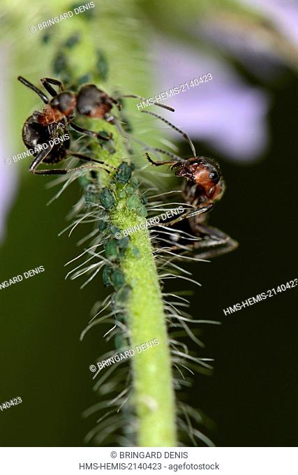 France, Haut Rhin, Munster, red ant milking aphids on a rod of Knautia arvensis