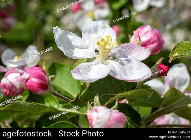 Blossoms, buds, apple blossom, close, blur, at Steinkirchen, Old Country, Stade district, Lower Saxony