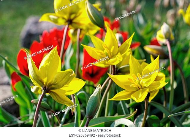 wild tulip tulipa sylvestris, in the spring - wild tulip tulipa sylvestris in spring