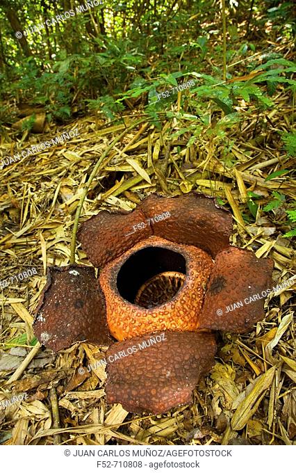 Rafflesia keithii, Kinabalu Mount, Sabah, Borneo, Malaysia Isla de Borneo