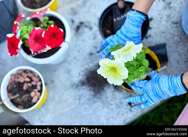 Woman planting petunia surfinia flowers pot, gardening concept at home backyard, Gardener in the summer or springtime garden