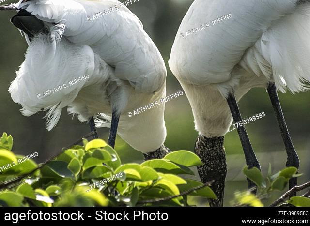 Wood storks (Mycteria americana) in nests. Wakodahatchee Wetlands, Delray Beach, Florida, United States of America