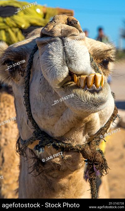close up of camel in Maroc