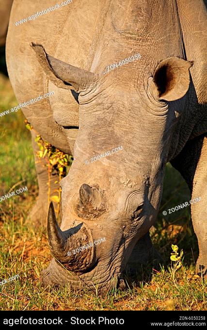 Breitmaulnashorn im Marakele-Nationalpark, Südafrika, Breitlippennashorn, white rhinoceros, Ceratotherium simum