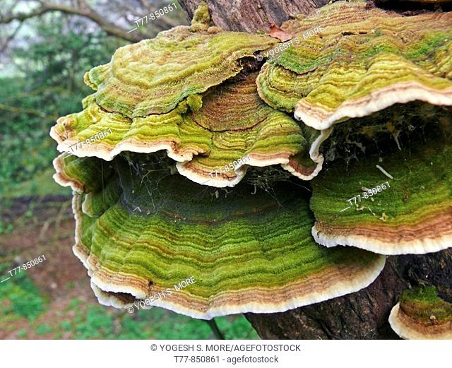 Bracket fungi or shelf fungi, phylum Basidiomycota, Nilkantheshwar, Pune, Maharashtra, India