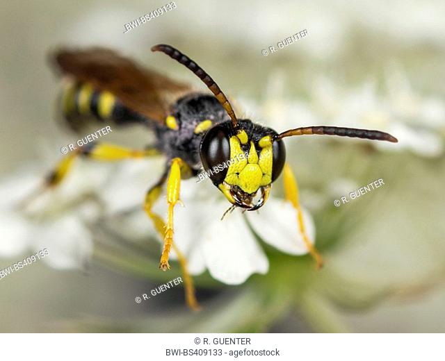 sand-tailed digger wasp (Cerceris arenaria), Male foraging on Wild Carrot (Daucus carota), Germany