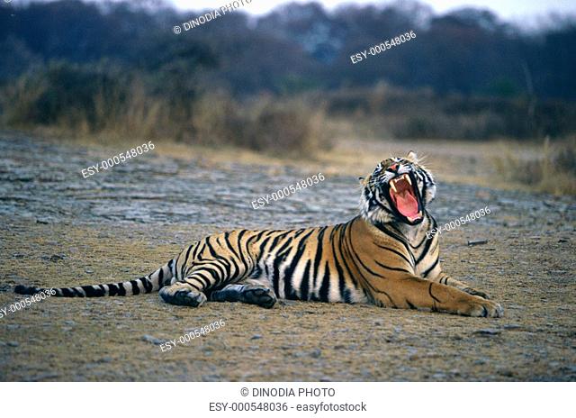 Tiger panthera tigris yawning , Ranthambhor wildlife sanctuary , Rajasthan , India